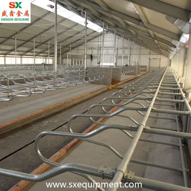 Cattle Free Stall